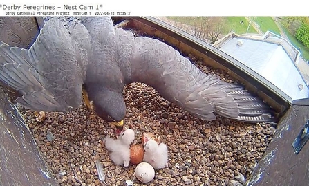 Peregrine falcon chicks