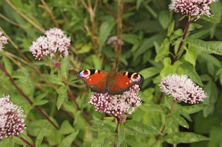 Peacock butterfly