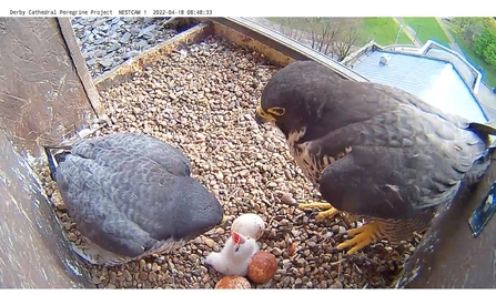 Peregrine chick 2022