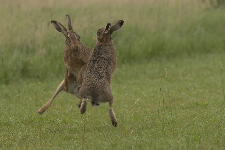 Hares boxing