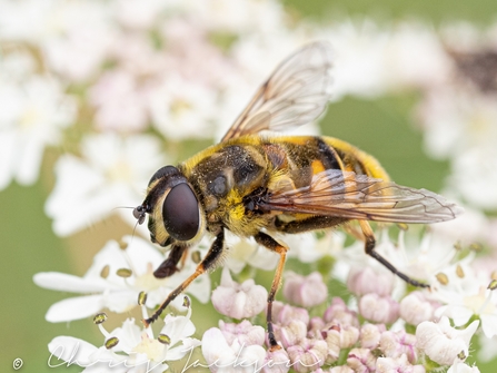 Batman hoverfly