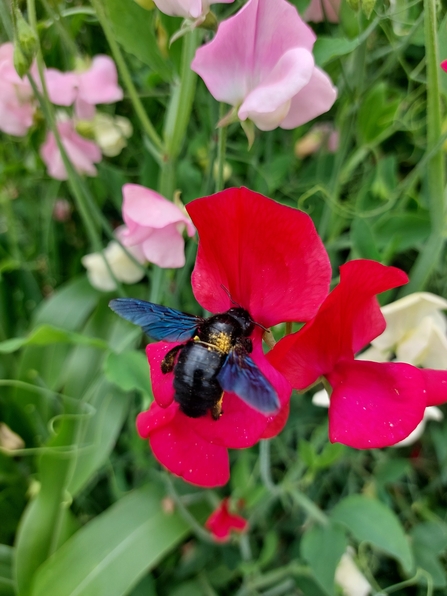 Carpenter bee