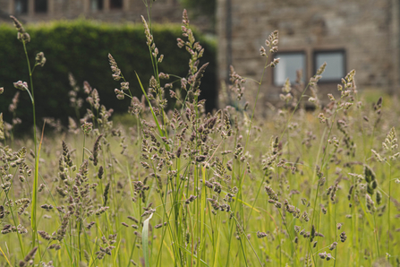 Cocksfoot grass