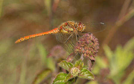 Common darter dragonfly