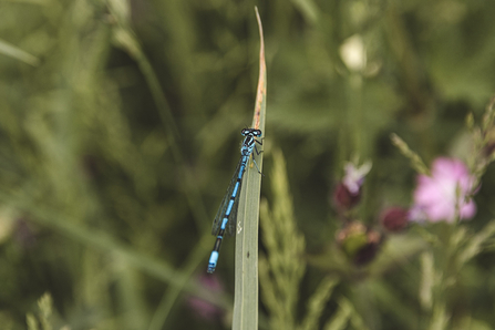 Common blue damselfly