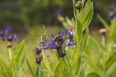 Cornflower with bumblebee