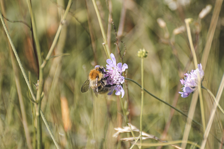 Common carder bee