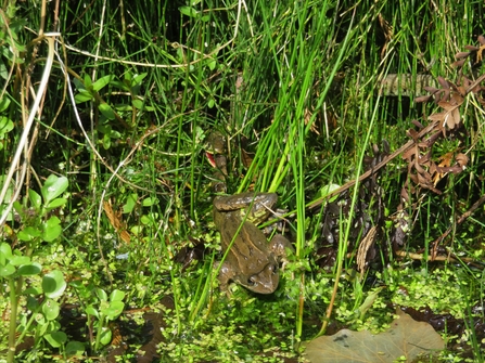 Frog and grass snake