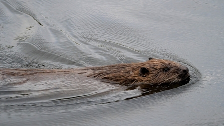 Beaver swimming