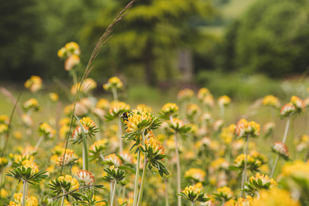 Kidney vetch