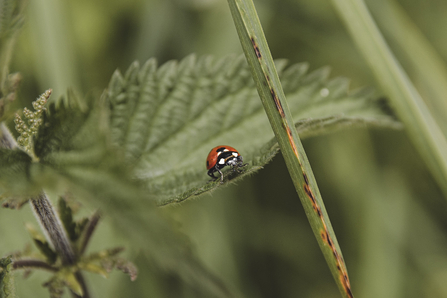 Ladybird