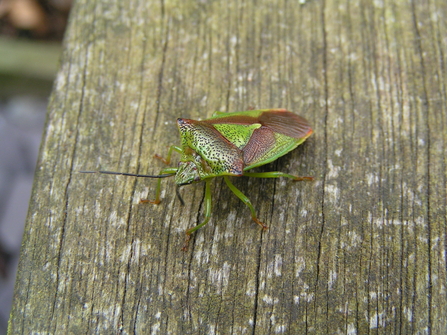 Hawthorn shieldbug