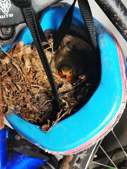 Robin in helmet