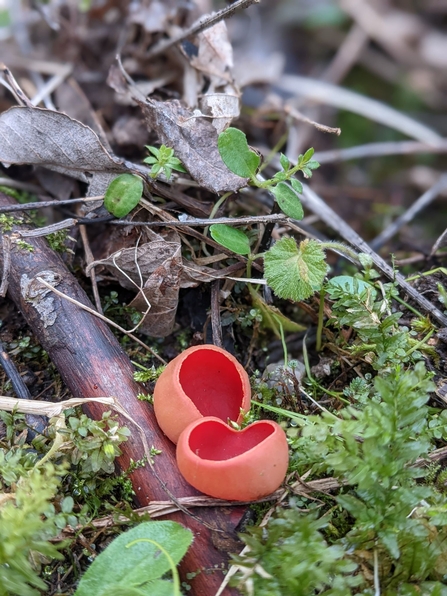 Scarlet Elf-cup