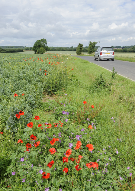 Road verge wildflower