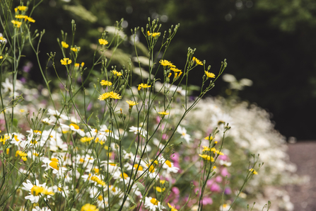 Wildflower meadow