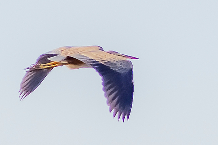 Purple heron