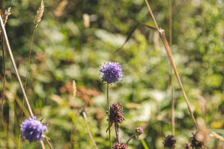 Thornhill Carrs