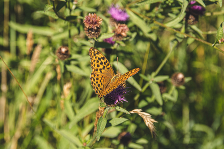 Thornhill Carrs