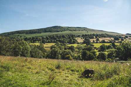 Thornhill Carrs