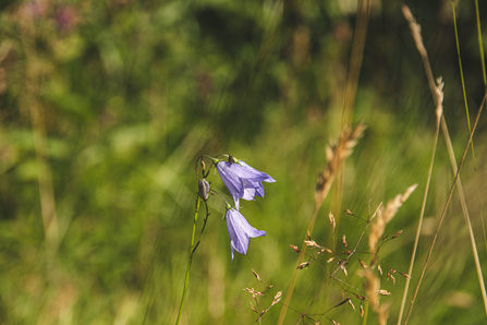 Thornhill Carrs