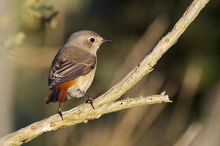 Redstart