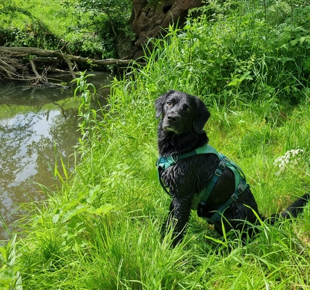 Water vole detector dog