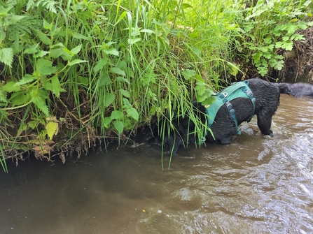 Water vole detector dog