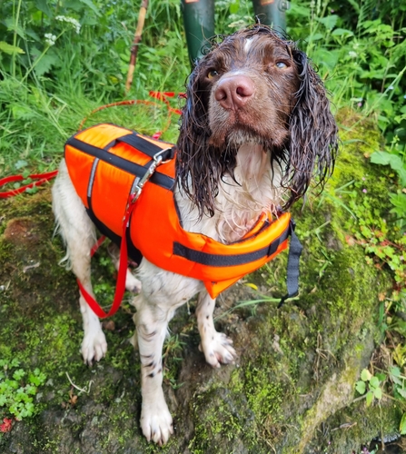 Water vole detector dog