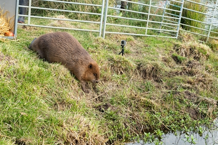 Beaver