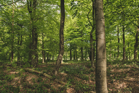 Cavendish Golf Course Woodland