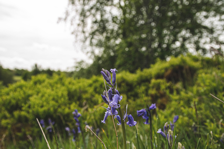 Bluebells