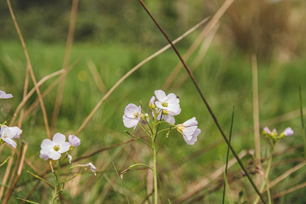 Cuckoo flower