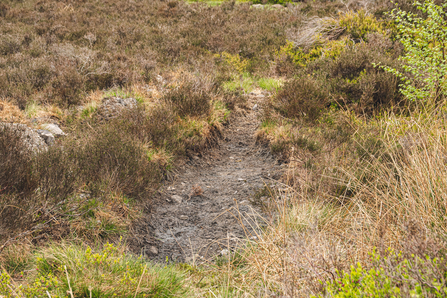 Holybank Quarry Tintwistle