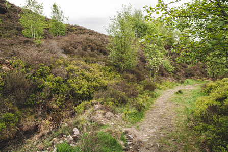 Holybank Quarry Tintwistle