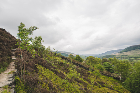 Holybank Quarry Tintwistle