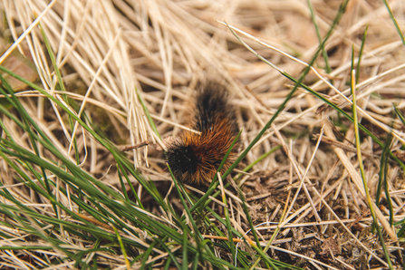 fox moth caterpillar
