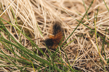 fox moth caterpillar