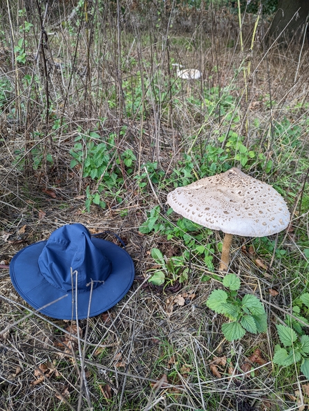 Parasol fungus