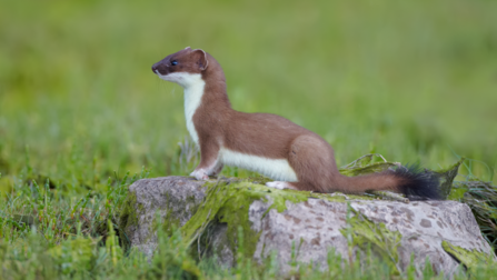 a stoat sat ona rock in a field