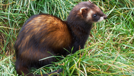 a polecat in grass