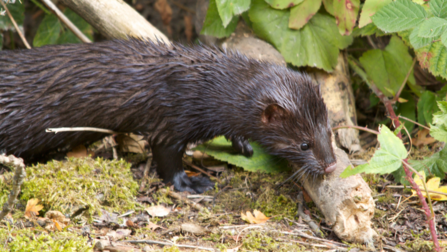 American mink