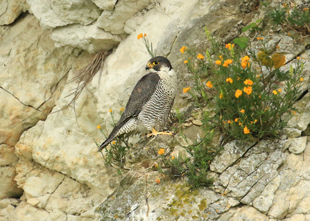 Peregrine