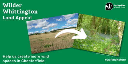 Wilder Whittington Land Appeal, help us create more wild spaces in Chesterfield