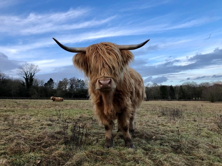 cow grazing