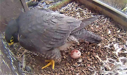 First peregrine egg 2023 Derby 