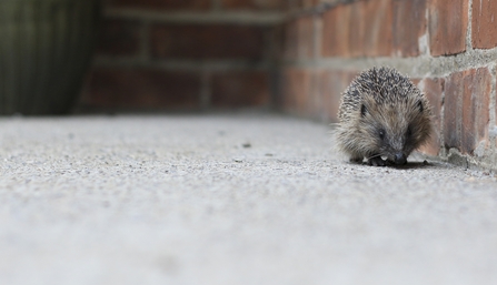 Hedgehog  walking along a brick wall and concrete floor