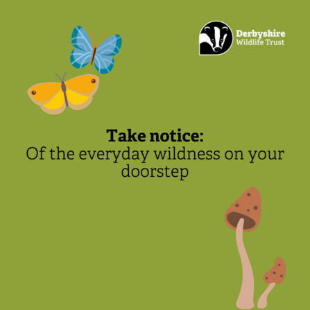 Of the everyday wildness on your doorstep