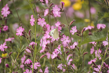 butterfly in a field of pink flowers