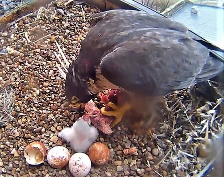 first peregrine of 2023